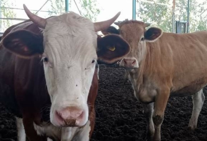 9Cfd7635 72F6 42D9 Bcc9 Adaeb00567Ff (Small)