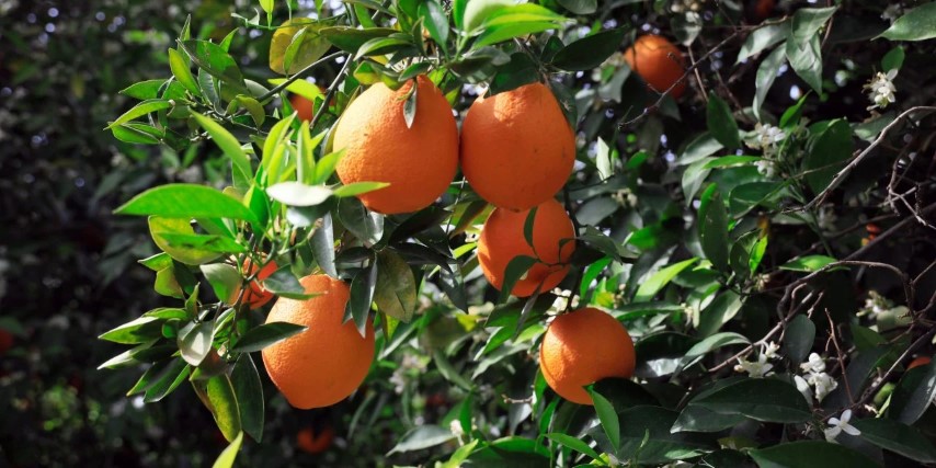 Finike Narenciye Dalinda Kaldi (Small)