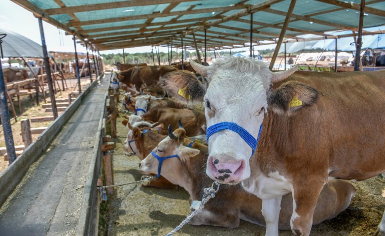 Kepezin Kurban Pazarinda Satislar Basladi 8 (Small)