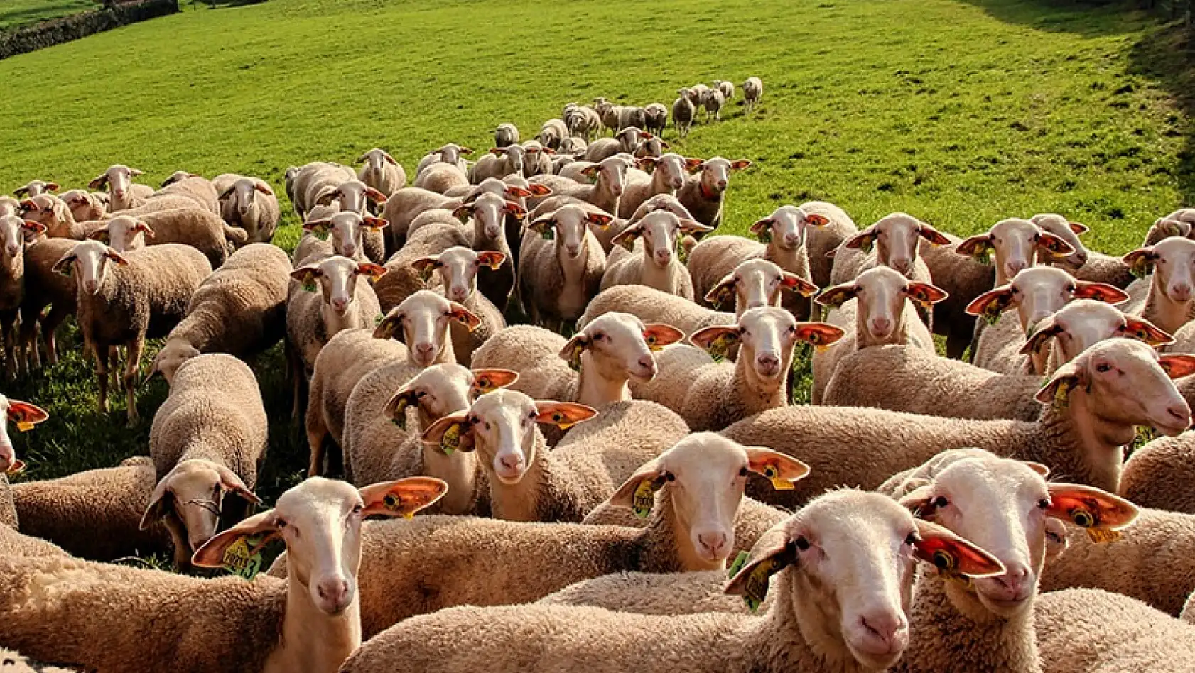Migros Kurbanlik Fiyatları 3