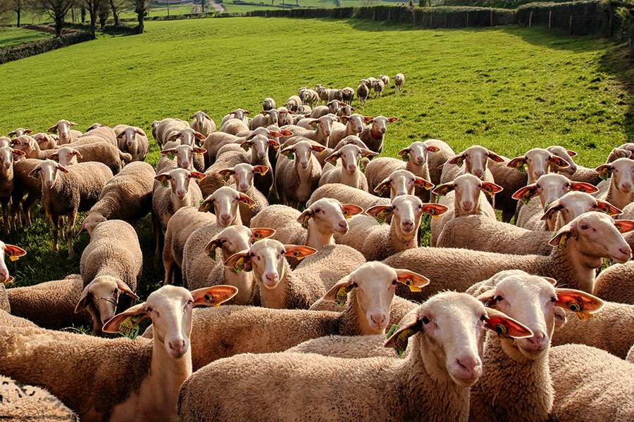 Tarim Hayvancilik 01