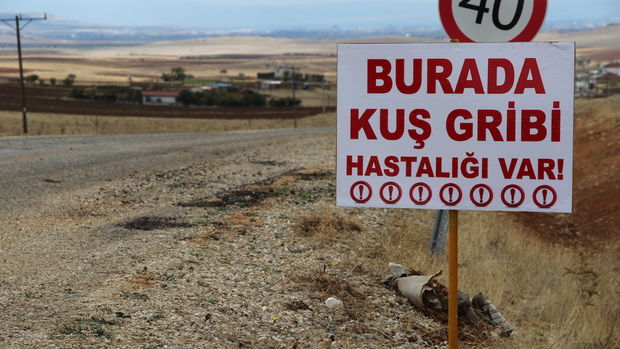 kuş gribi-2