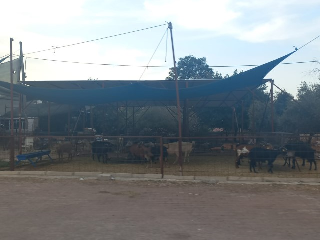 Antalya Kurbanlık (2) (Small)