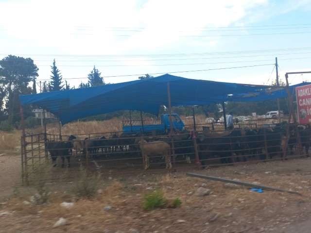 Antalya Kurbanlık (5) (Small)