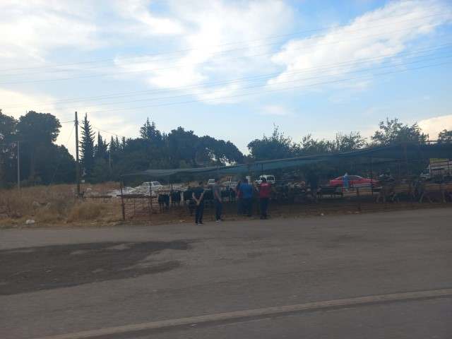 Antalya Kurbanlık (8) (Small)