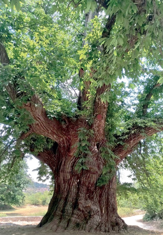 Arapastı Kestanesi