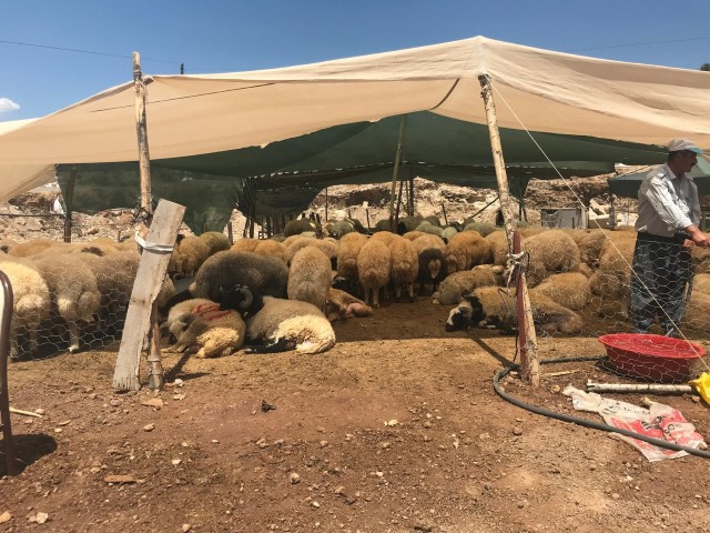 Bayramhayvan (Small)