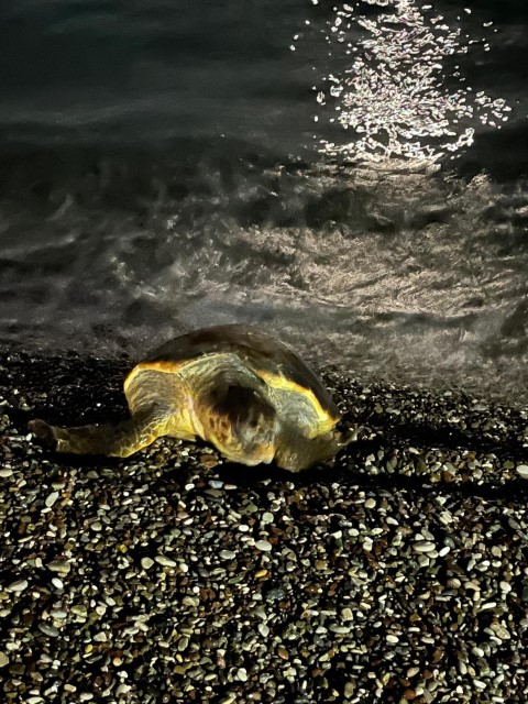 Caretta (1)