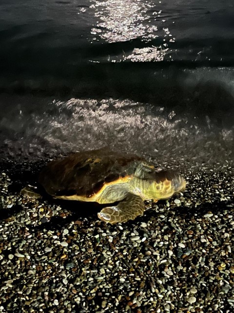 Caretta (2)