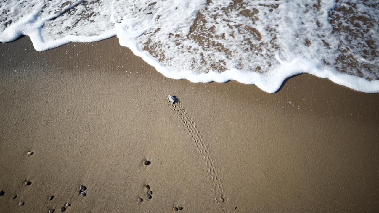 Caretta Caretta Hangi Plajda 2