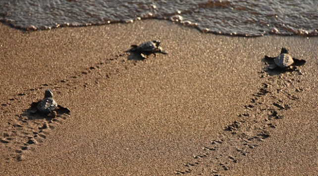 Caretta Caretta Hangi Plajda 3