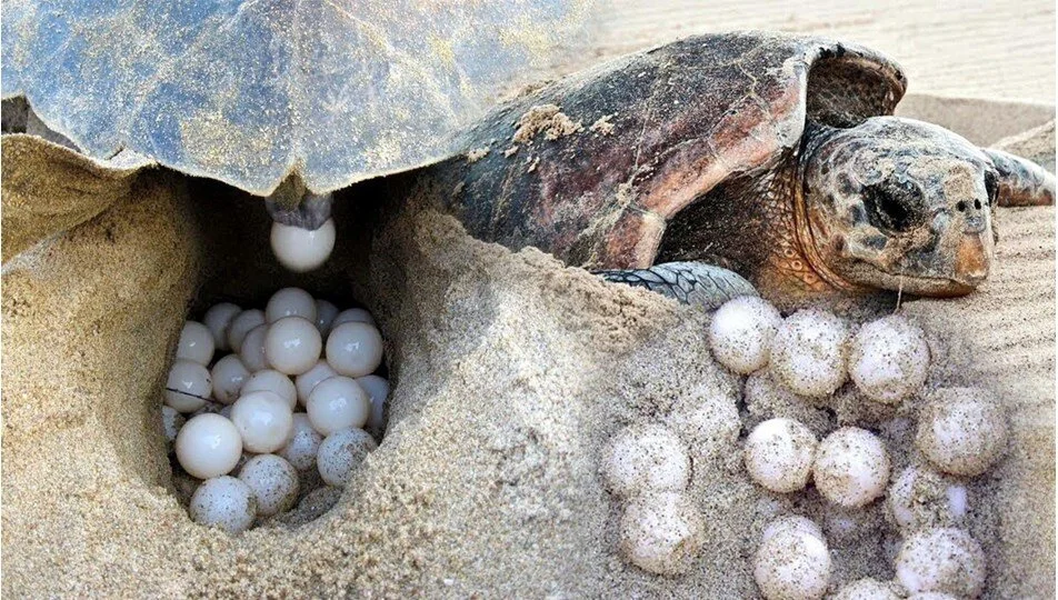 Caretta Caretta Hangi Plajda 4