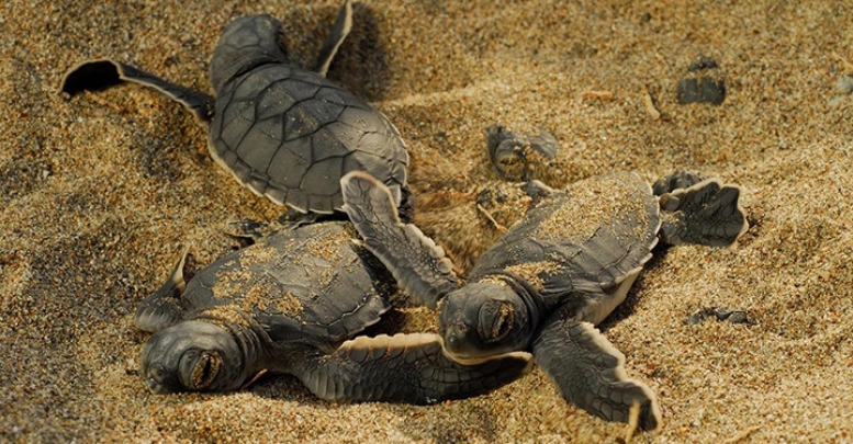 Caretta Caretta Hangi Plajda 6