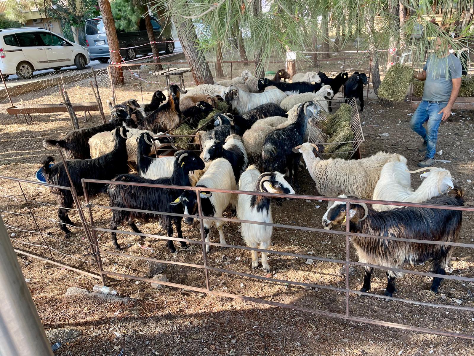 kurbanlık antalya-1