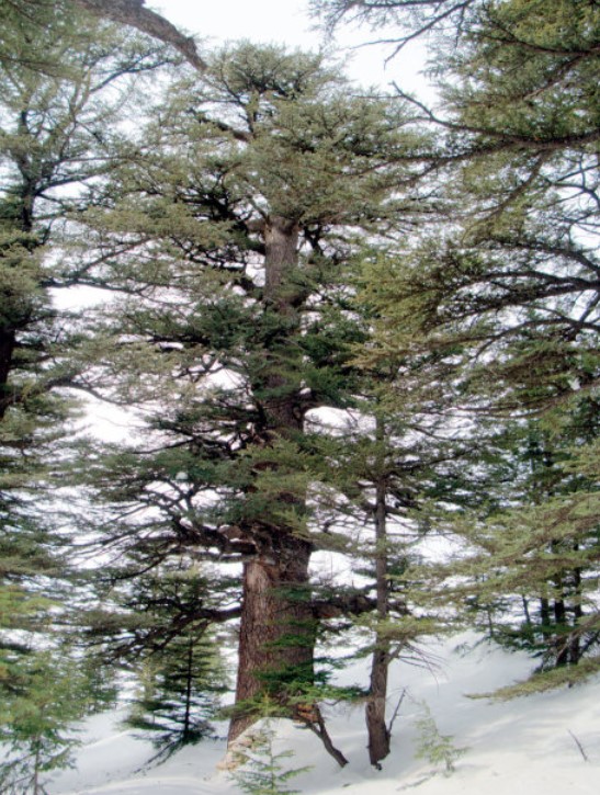 Dibek Sedir-3