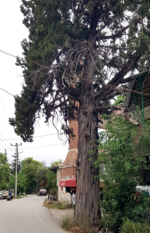 konyaaltı anıt ağaç