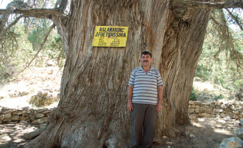 aslan ardıç