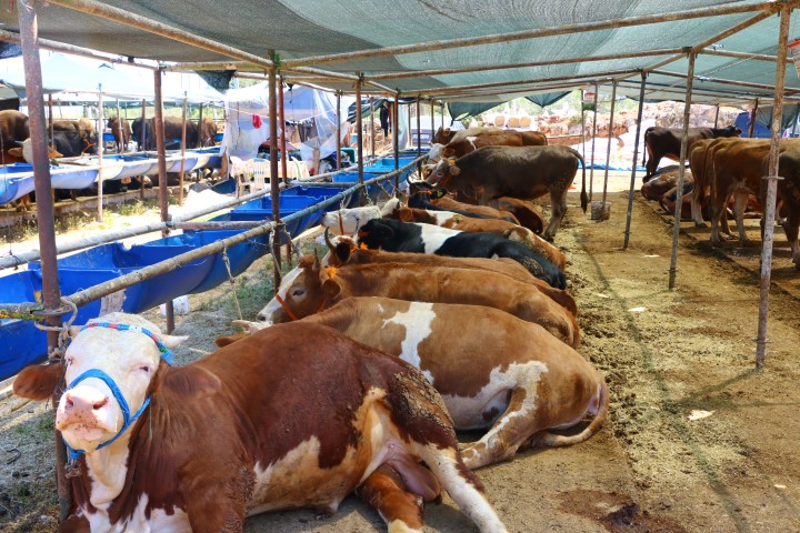 Kurbanlık Pazar Yerleri İlaçlanıyor (18) (Small)