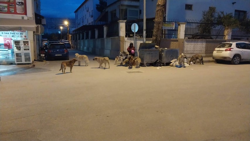 Mersin Sokak Hayvanları (1) (Small)