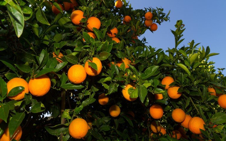 Narenciye Bahcesi (Small)