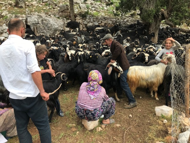 Yörükler Yayalara Çıkıyor (4)