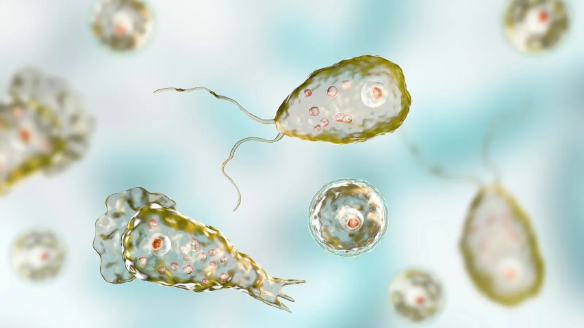 Amip4 (Small)