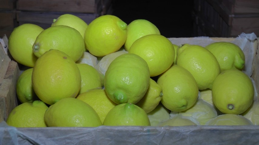 Antalya Limon (Small)
