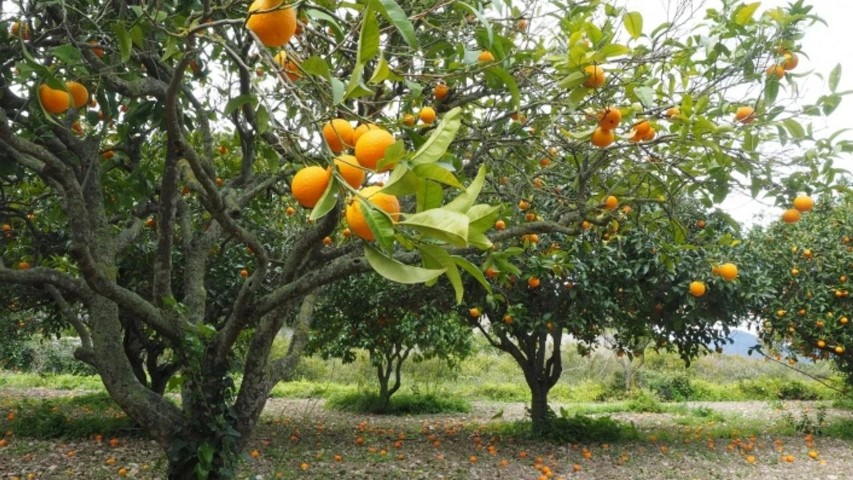 Antalya Narenciye Bahcesi (Small)