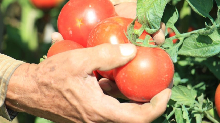 Antalyada Domates Fiyatlari Dibi Gordu (Small)