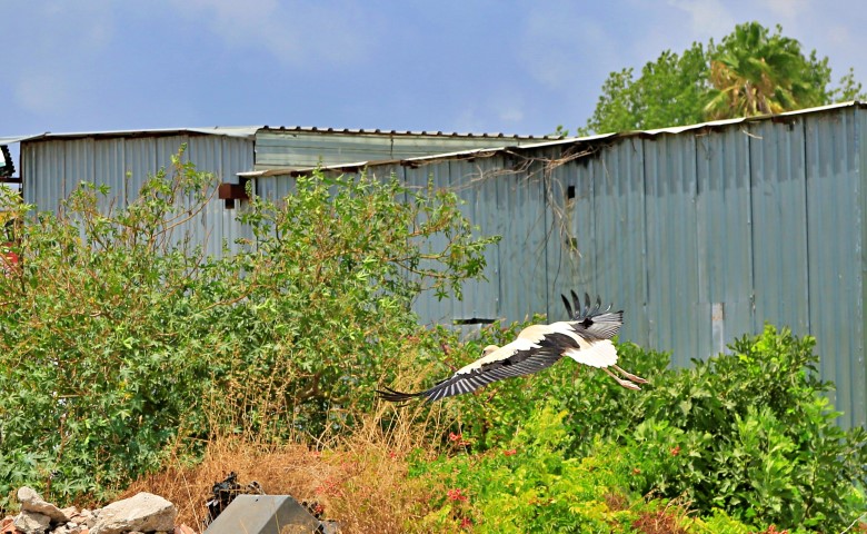 Antalyanın Leylekleri (3) (Small)