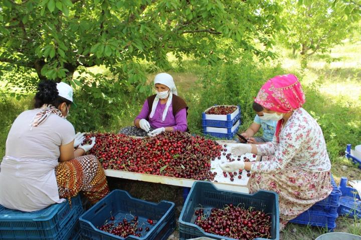 Kiraz Üretimi (3) (Small)