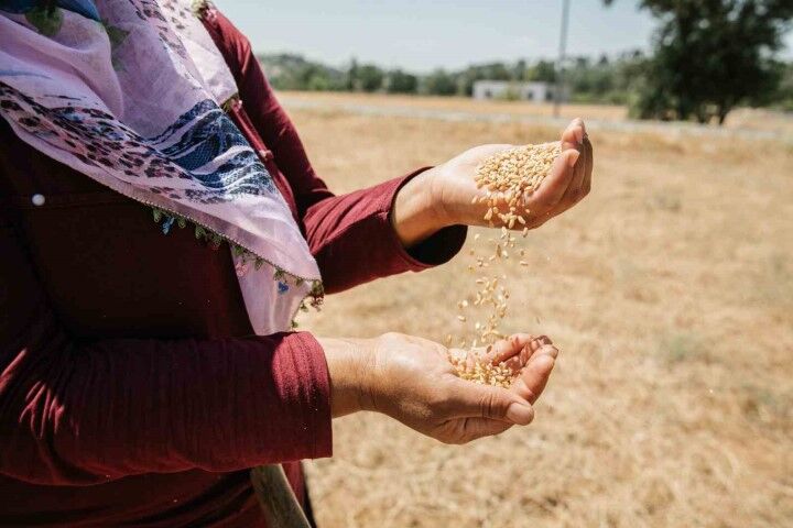 Mersin Buyuksehir Belediyesi Yerel Bugday Cesitlerinin Yerinde Korunmasi Ve Pazarlanmasi Projesi (Small)-1