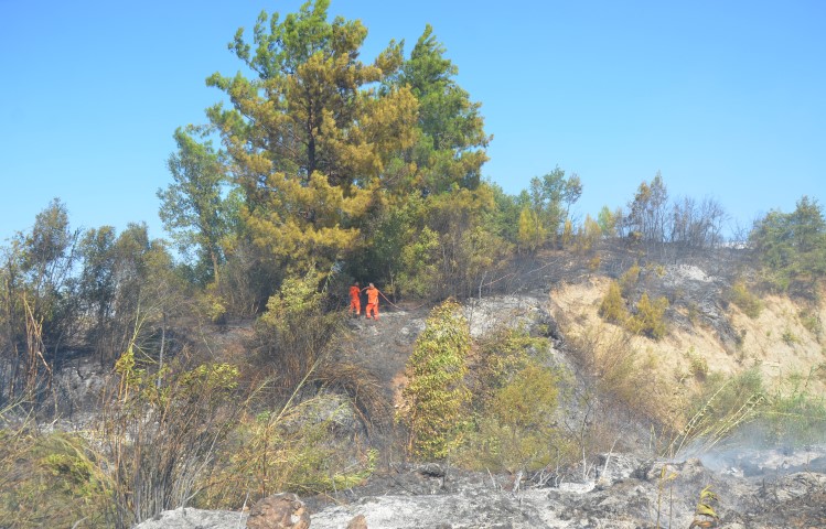 Orman Yangını (3)-1