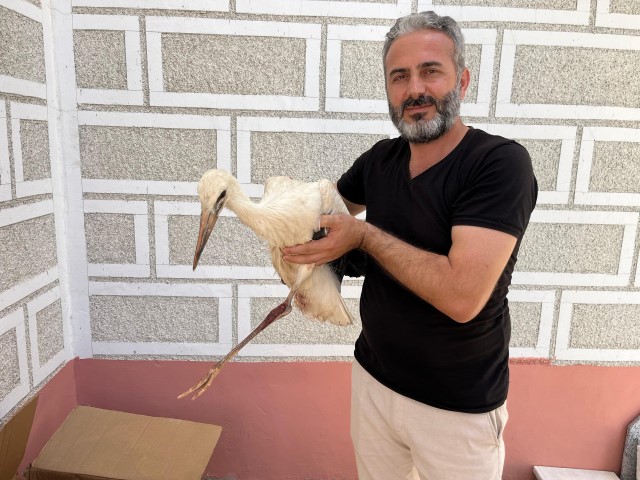 Serik Yaralı Leylek (1) (Small)