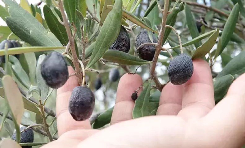 Zeytinler Krizi (1) (Small)