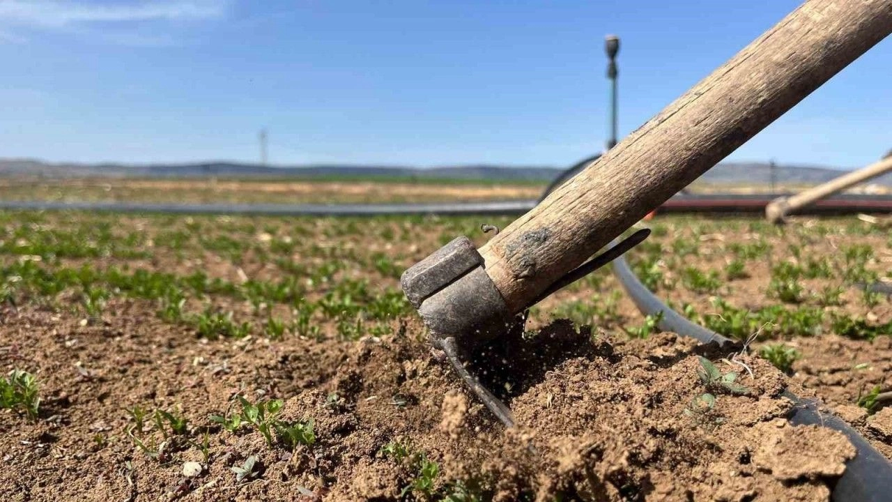 Ciftciler Tarim Iscisi Bulamamaktan Muzdarip