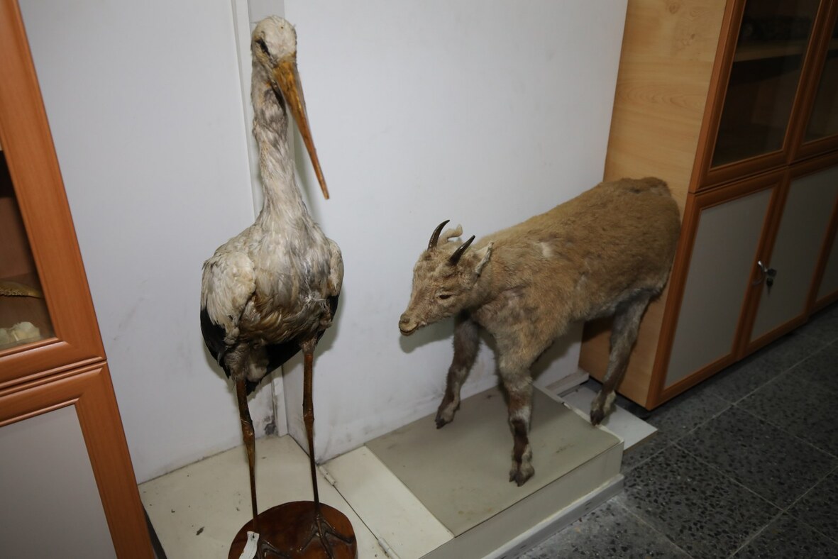 Vahşi Doğa (5)