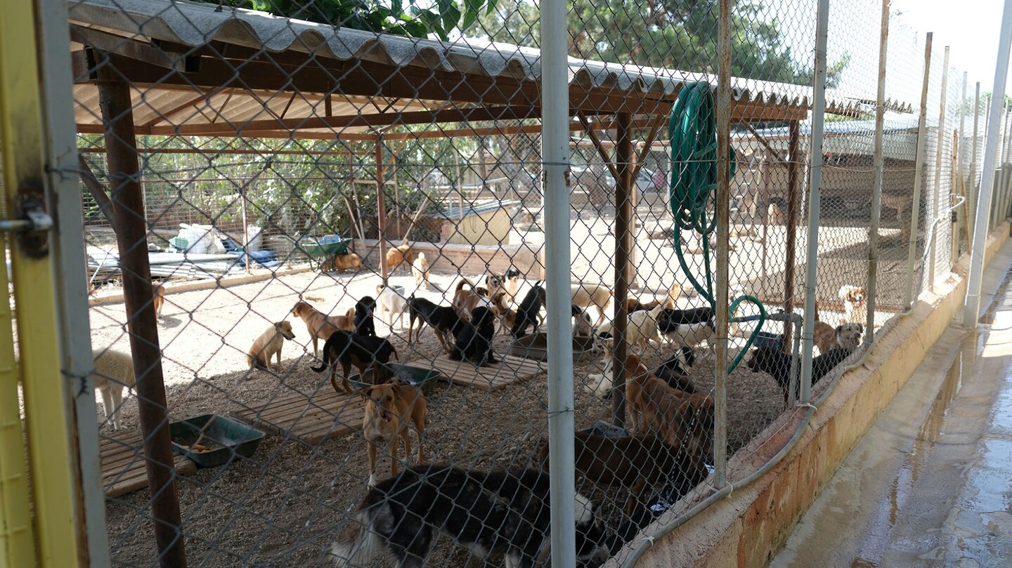 Can Dostlar (2)