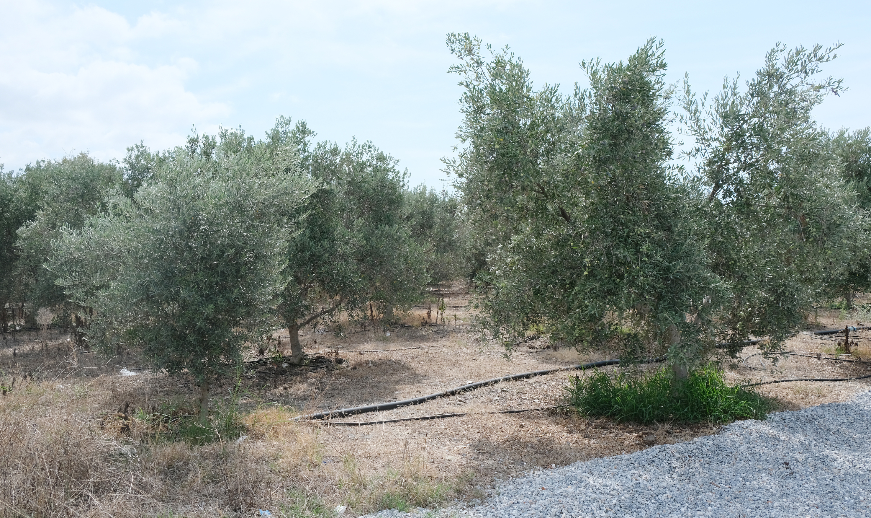 Zeytin Hasadı (1)