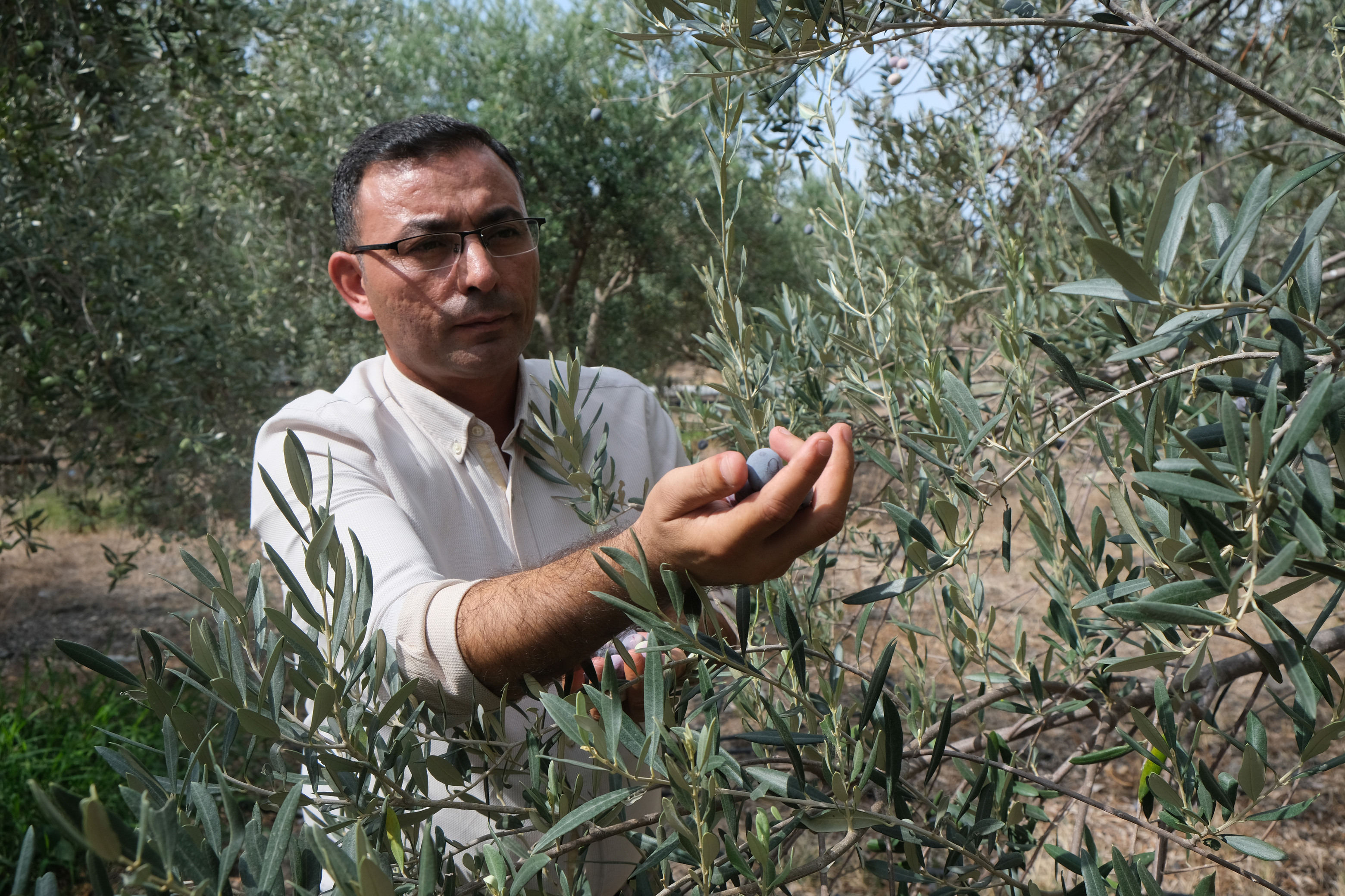 Zeytin Hasadı (2)
