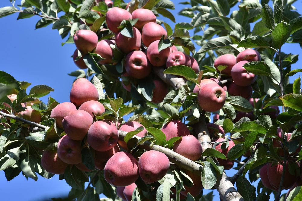 Elma Hasadı (3)