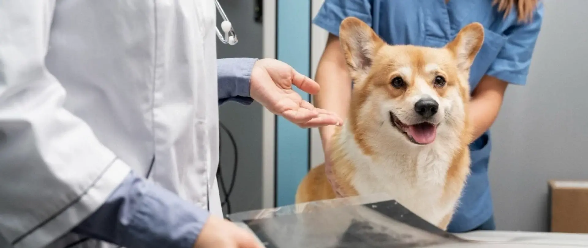 Pati Ver Veteriner Klinik