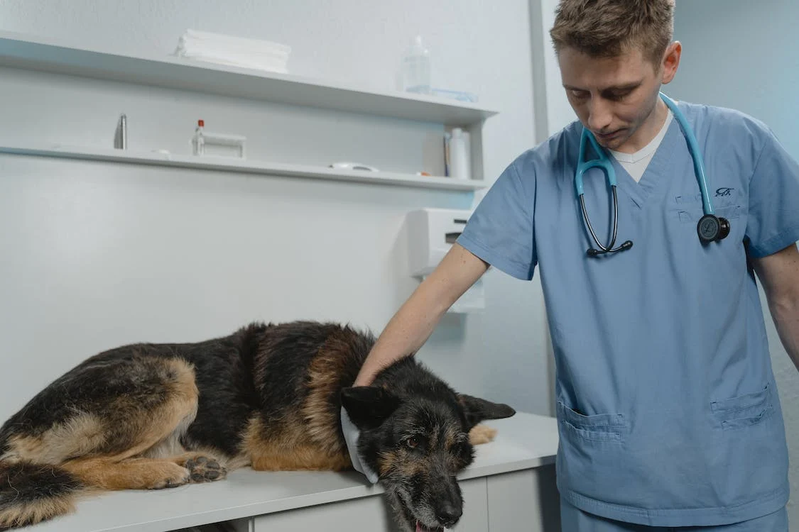 Veteriner Klinik Ekipmanlar
