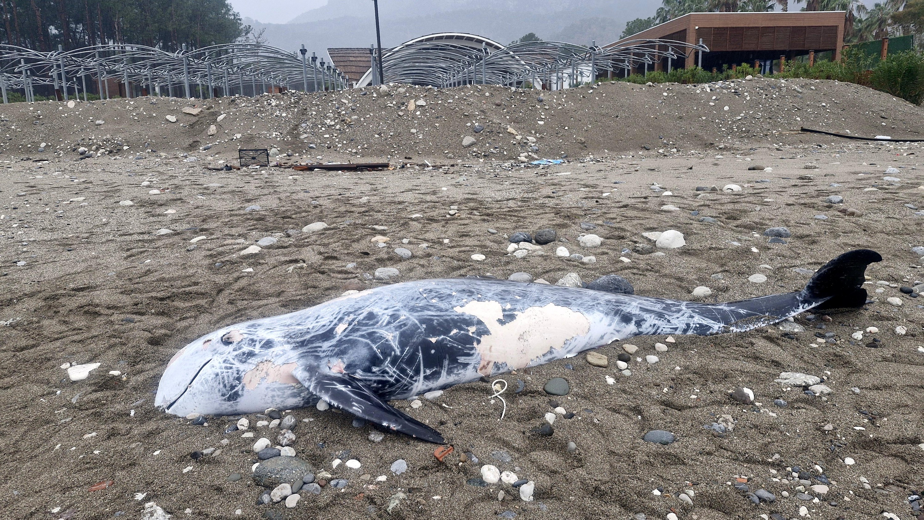 A N T A L Y A D A O L U Y U N U S S A H I L E V U R D U 487948 144374