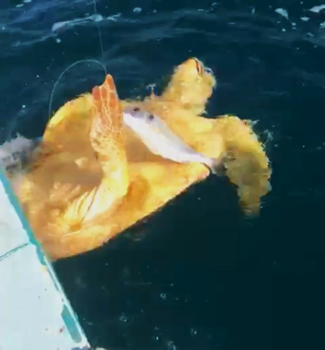 Caretta Carettayı Kurtardı (6)
