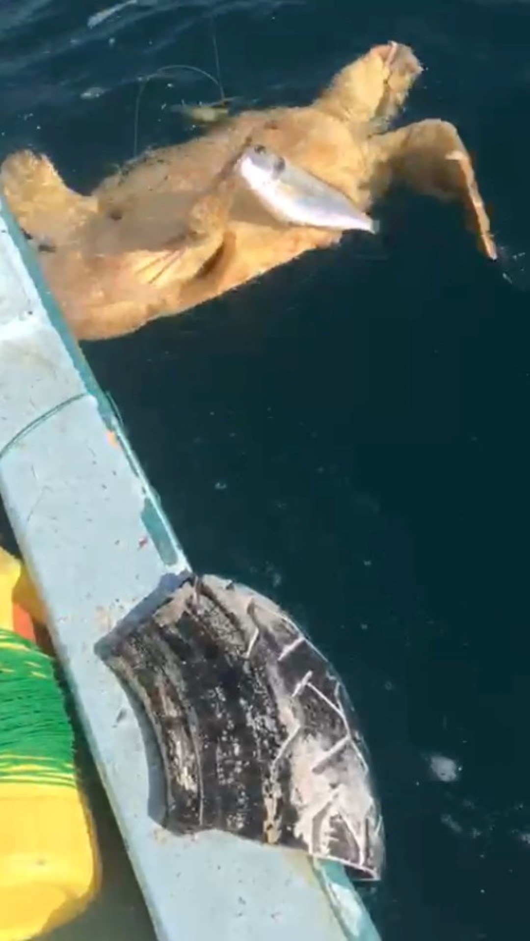 Caretta Carettayı Kurtardı (7)