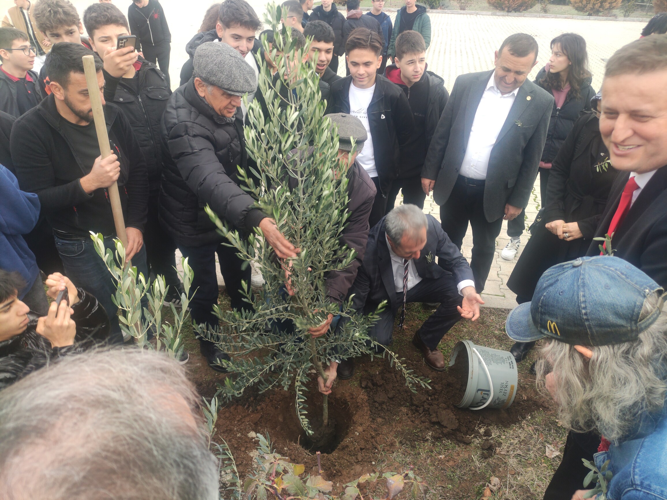 Zeytin Ağacı Dikildi (2)