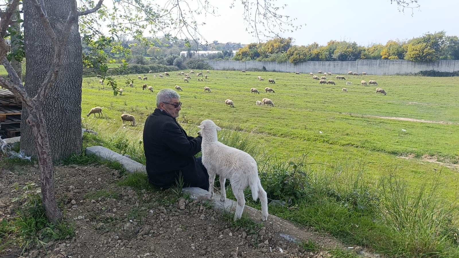 Annesinin Sütü Yetmeyince Biberonla Beslenen Yavru Kuzu Sahibinin Peşinden Ayrılmıyor (4)