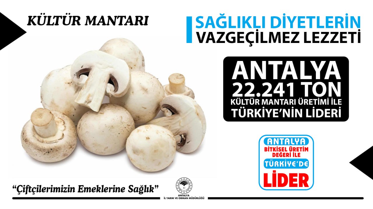 Antalya Kültür Mantar Üretimi (1)