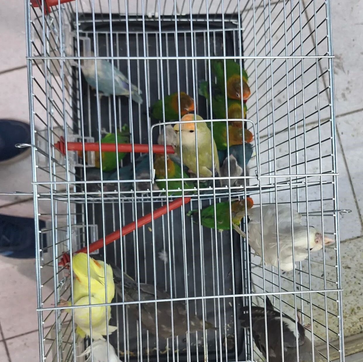 Antalya'da Yasadışı Papağan Ticareti Yapan Işletmeye Rekor Ceza (3)